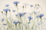 Cornflowers - Wall Art - By Nel Talen- Gallery Art Company