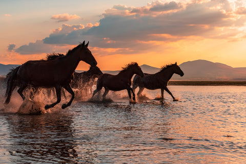 WATER HORSES - Wall Art - By BARKAN TEKDOGAN- Gallery Art Company