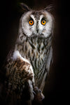 Long-eared owl portrait - Wall Art - By Santiago Pascual Buye- Gallery Art Company