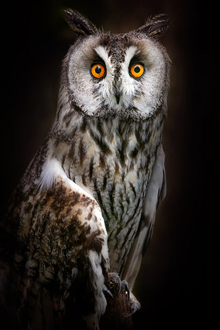 Long-eared owl portrait - Wall Art - By Santiago Pascual Buye- Gallery Art Company