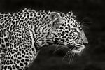 Leopard Close Up - Wall Art - By Xavier Ortega- Gallery Art Company