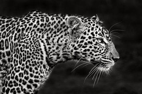 Leopard Close Up - Wall Art - By Xavier Ortega- Gallery Art Company