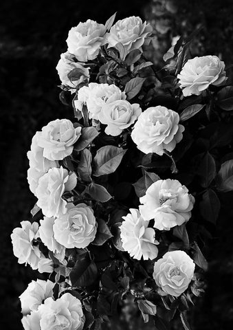 Rose Bush - Wall Art - By SISI & SEB ART- Gallery Art Company