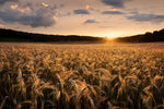 Fields of gold - Wall Art - By Christian Lindsten- Gallery Art Company