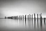 Still BW - Wall Art - By Katherine Gendreau- Gallery Art Company