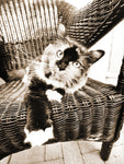 Kitty IV - Wall Art - By Jim Dratfield- Gallery Art Company
