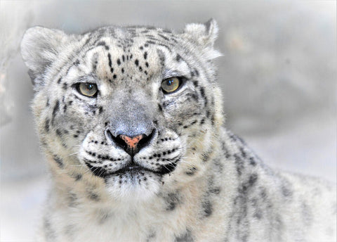 Snow leopard - Wall Art - By Cristian Andreescu- Gallery Art Company