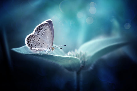 In Serenity - Wall Art - By Fauzan Maududdin- Gallery Art Company