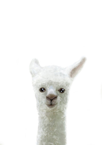 Llama - Wall Art - By 1x Studio II- Gallery Art Company