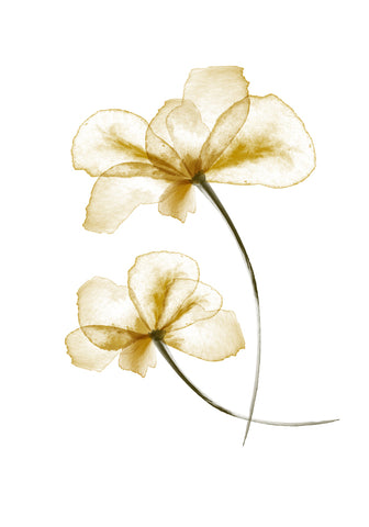 Pressed Flowers - Wall Art - By 1x Studio II- Gallery Art Company