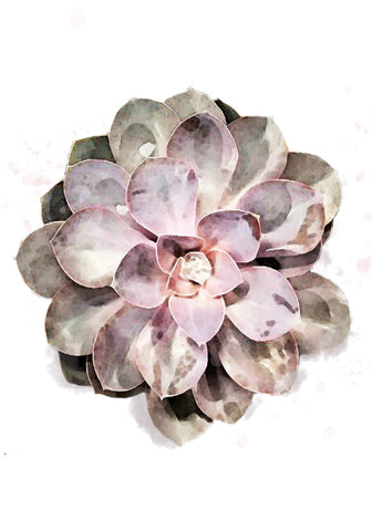 Succulent 01 - Wall Art - By 1x Studio II- Gallery Art Company