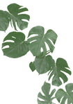 Monstera Aqua 02 - Wall Art - By 1x Studio II- Gallery Art Company