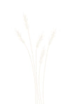 Wheat Grass - Wall Art - By 1x Studio II- Gallery Art Company