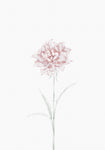 Peony 02 - Wall Art - By 1x Studio II- Gallery Art Company