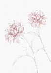 Peony 03 - Wall Art - By 1x Studio II- Gallery Art Company