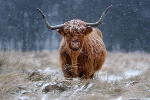 Snowy Highland cow - Wall Art - By Richard Guijt- Gallery Art Company