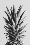 Pinapple Black a White 05 - Wall Art - By Studio III- Gallery Art Company