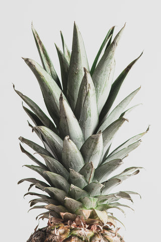 Pineapple Natural 02 - Wall Art - By Studio III- Gallery Art Company