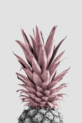 Pineapple Pink 04 - Wall Art - By Studio III- Gallery Art Company