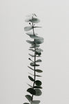 Eucalyptus Natural 02 - Wall Art - By Studio III- Gallery Art Company