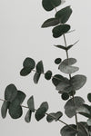 Eucalyptus Natural 05 - Wall Art - By Studio III- Gallery Art Company