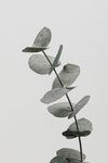 Eucalyptus Natural 06 - Wall Art - By Studio III- Gallery Art Company