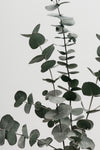 Eucalyptus Natural 07 - Wall Art - By 1x Studio III- Gallery Art Company