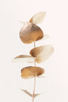 Eucalyptus Gold No 06 - Wall Art - By Studio III- Gallery Art Company