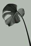 Monstera Teal 02 - Wall Art - By Studio III- Gallery Art Company