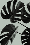 Monstera Teal 08 - Wall Art - By Studio III- Gallery Art Company