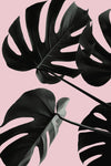 Monstera Pink No 01 - Wall Art - By Studio III- Gallery Art Company