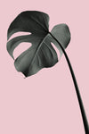 Monstera Pink No 02 - Wall Art - By Studio III- Gallery Art Company