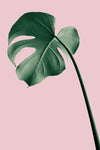 Monstera Pink No 05 - Wall Art - By Studio III- Gallery Art Company