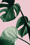 Monstera Pink No 07 - Wall Art - By Studio III- Gallery Art Company