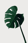 Monstera Natural 07 - Wall Art - By Studio III- Gallery Art Company