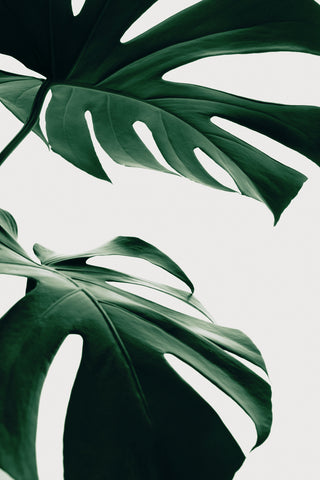 Monstera Natural 12 - Wall Art - By Studio III- Gallery Art Company