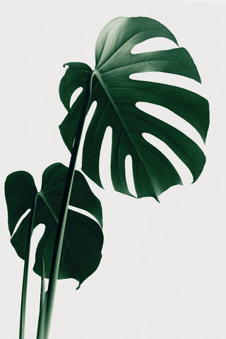 Monstera Natural 16 - Wall Art - By Studio III- Gallery Art Company