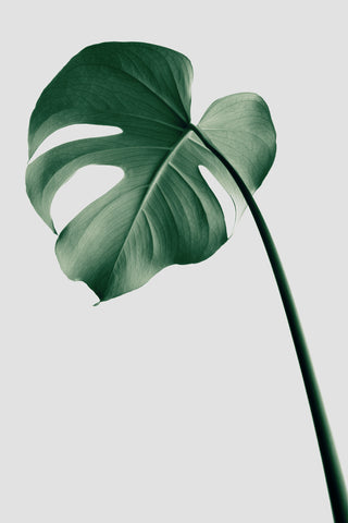 Monstera Natural 36 - Wall Art - By Studio III- Gallery Art Company