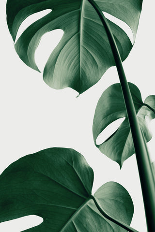 Monstera Natural 37 - Wall Art - By 1x Studio III- Gallery Art Company