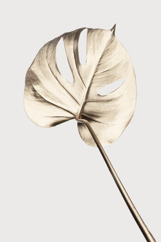 Monstera Gold 05 - Wall Art - By 1x Studio III- Gallery Art Company