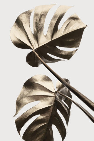 Monstera Gold 08 - Wall Art - By 1x Studio III- Gallery Art Company