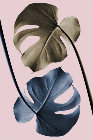 Monstera Pink Light 02 - Wall Art - By Studio III- Gallery Art Company