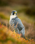 Peregrine in Heather - Wall Art - By FeargalQ- Gallery Art Company