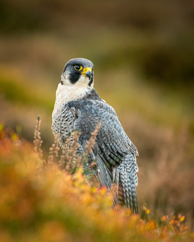 Peregrine in Heather - Wall Art - By FeargalQ- Gallery Art Company