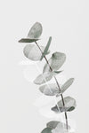 Eucalyptus Creative 05 - Wall Art - By 1x Studio III- Gallery Art Company