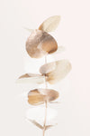 Eucalyptus Creative Gold 04 - Wall Art - By Studio III- Gallery Art Company