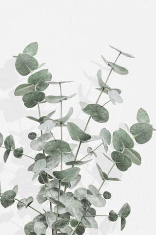 Eucalyptus Creative 16 - Wall Art - By Studio III- Gallery Art Company