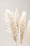 Pampas Grass Grey 02 - Wall Art - By 1x Studio III- Gallery Art Company