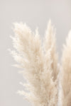 Pampas Grass Grey 03 - Wall Art - By 1x Studio III- Gallery Art Company