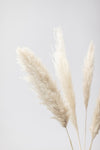 Pampas Grass Grey 08 - Wall Art - By Studio III- Gallery Art Company